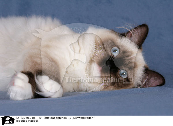 liegende Ragdoll / lying Ragdoll / SS-06918