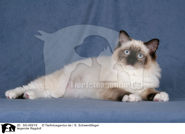 liegende Ragdoll / lying Ragdoll / SS-06919