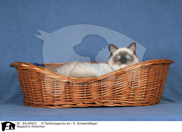 Ragdoll in Krbchen / Ragdoll in basket / SS-06923