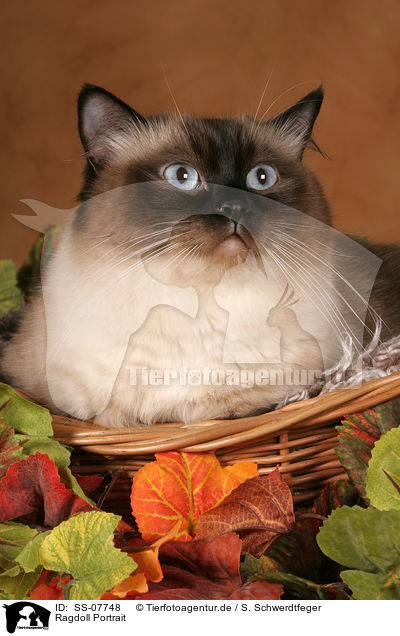 Ragdoll Portrait / Ragdoll Portrait / SS-07748