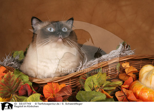 Ragdoll im Krbchen / Ragdoll in basket / SS-07749