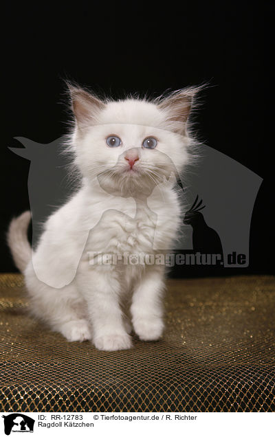 Ragdoll Ktzchen / Ragdoll Kitten / RR-12783