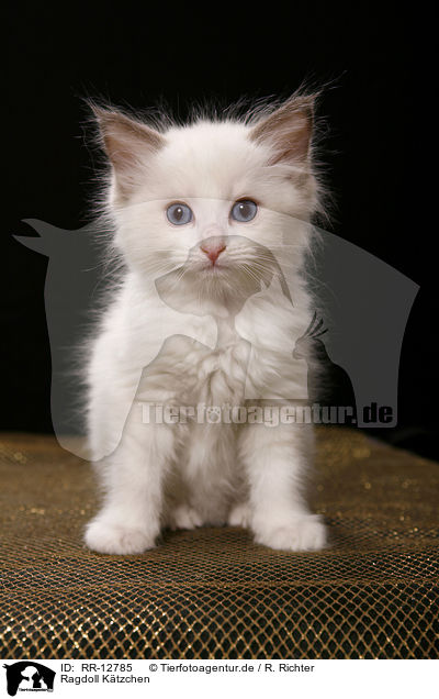 Ragdoll Ktzchen / Ragdoll Kitten / RR-12785