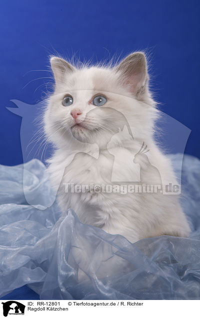 Ragdoll Ktzchen / Ragdoll Kitten / RR-12801