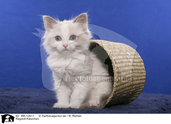 Ragdoll Ktzchen / Ragdoll Kitten / RR-12811