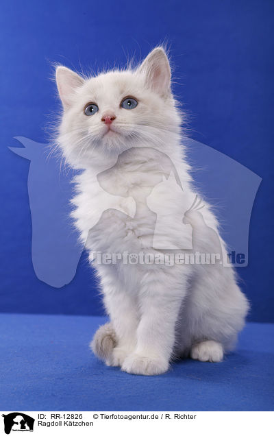 Ragdoll Ktzchen / Ragdoll Kitten / RR-12826