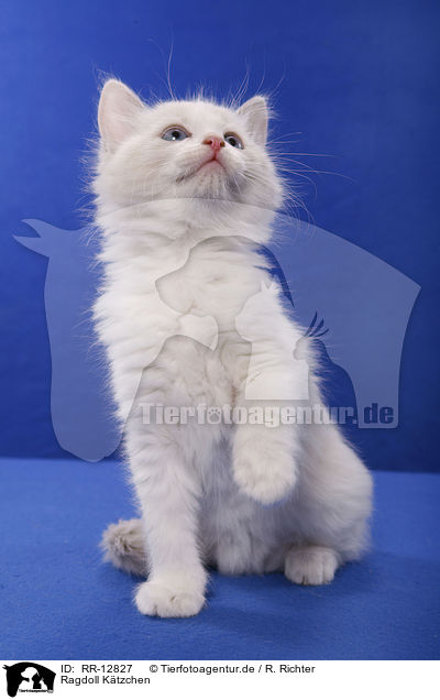 Ragdoll Ktzchen / Ragdoll Kitten / RR-12827