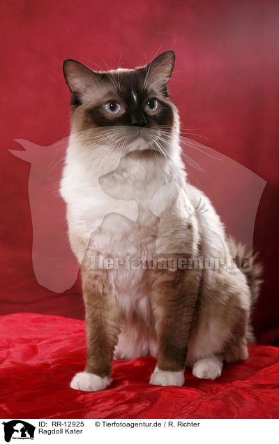 Ragdoll Kater / Ragdoll tomcat / RR-12925