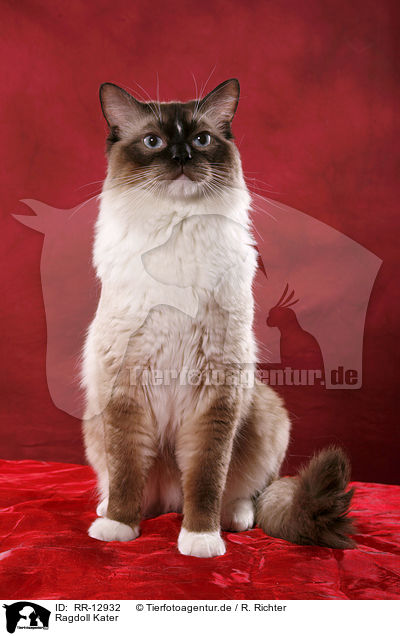 Ragdoll Kater / Ragdoll tomcat / RR-12932