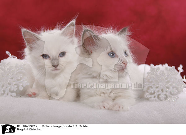 Ragdoll Ktzchen / kitten / RR-13219