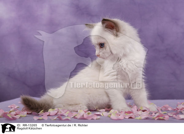 Ragdoll Ktzchen / Ragdoll kitten / RR-13265