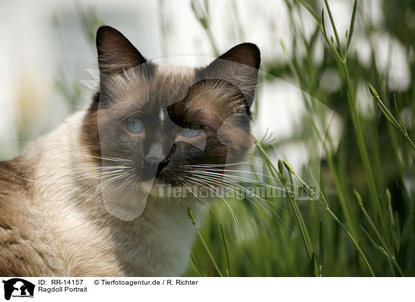 Ragdoll Portrait / Ragdoll Portrait / RR-14157