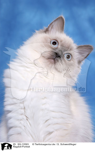 Ragdoll Portrait / Ragdoll Portrait / SS-13593