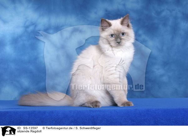 sitzende Ragdoll / sitting Ragdoll / SS-13597