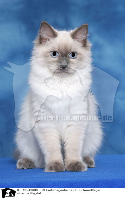 sitzende Ragdoll / sitting Ragdoll / SS-13600