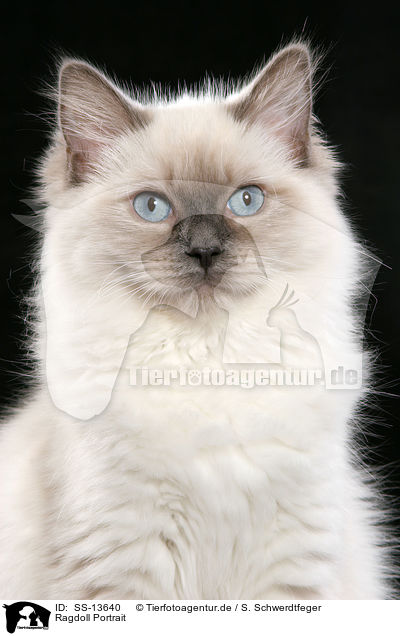 Ragdoll Portrait / Ragdoll Portrait / SS-13640