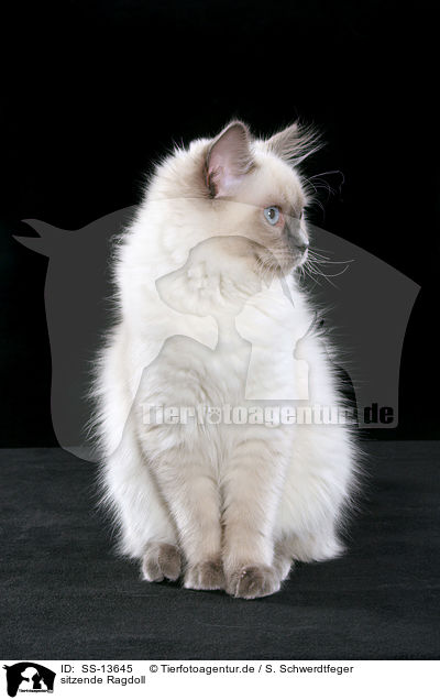 sitzende Ragdoll / sitting Ragdoll / SS-13645