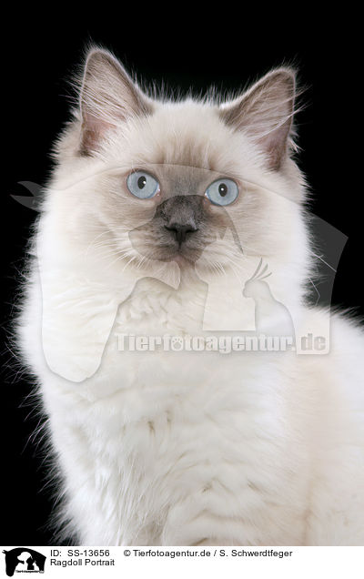 Ragdoll Portrait / Ragdoll Portrait / SS-13656