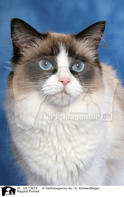 Ragdoll Portrait / Ragdoll Portrait / SS-13678