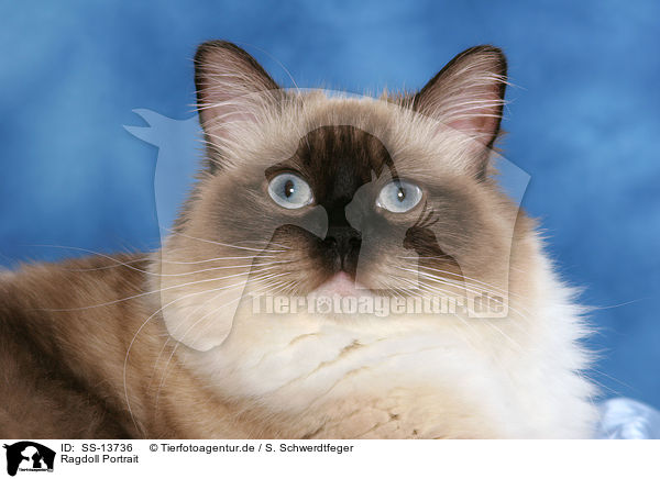 Ragdoll Portrait / Ragdoll Portrait / SS-13736