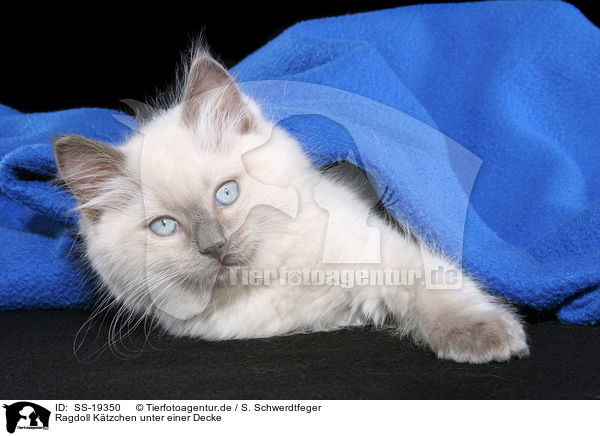 Ragdoll Ktzchen / ragdoll kitten / SS-19350