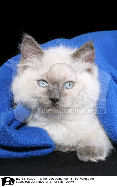 Ragdoll Ktzchen / ragdoll kitten / SS-19352