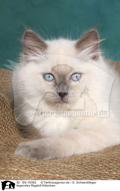 Ragdoll Ktzchen / ragdoll kitten / SS-19362