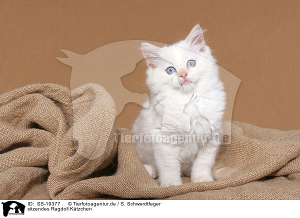 Ragdoll Ktzchen / ragdoll kitten / SS-19377