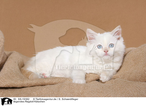 Ragdoll Ktzchen / ragdoll kitten / SS-19382