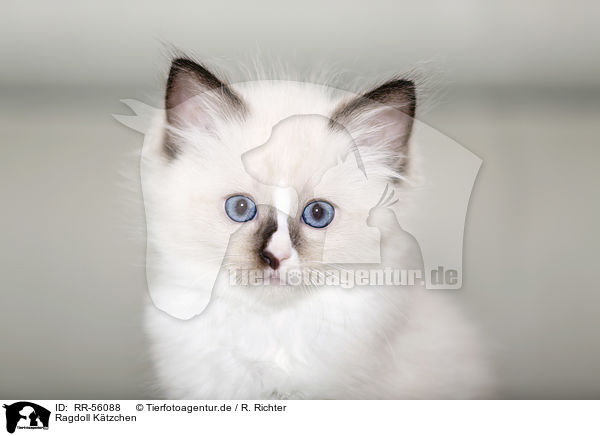 Ragdoll Ktzchen / Ragdoll kitten / RR-56088