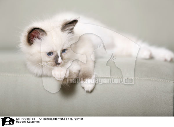 Ragdoll Ktzchen / Ragdoll kitten / RR-56118