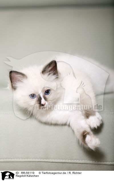 Ragdoll Ktzchen / Ragdoll kitten / RR-56119