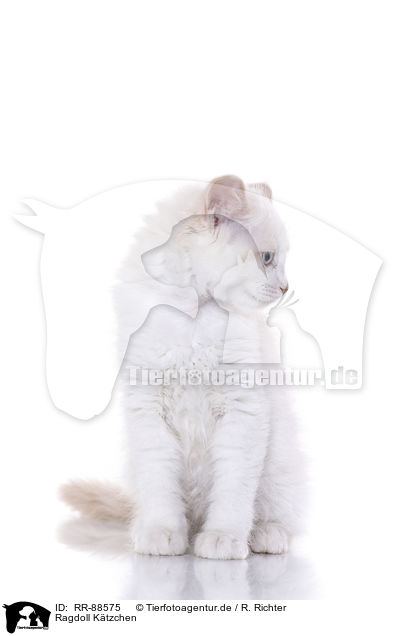 Ragdoll Ktzchen / Ragdoll Kitten / RR-88575