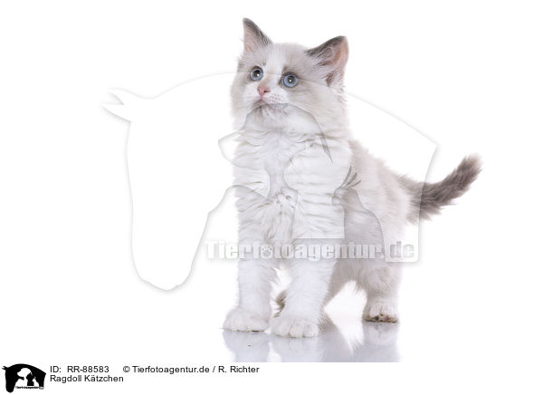 Ragdoll Ktzchen / Ragdoll Kitten / RR-88583