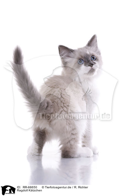 Ragdoll Ktzchen / Ragdoll Kitten / RR-88650