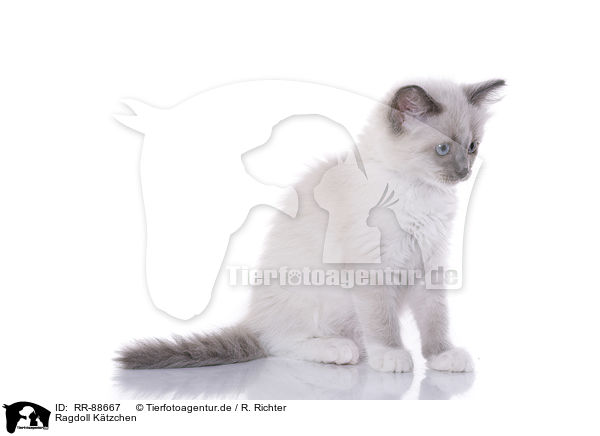 Ragdoll Ktzchen / Ragdoll Kitten / RR-88667