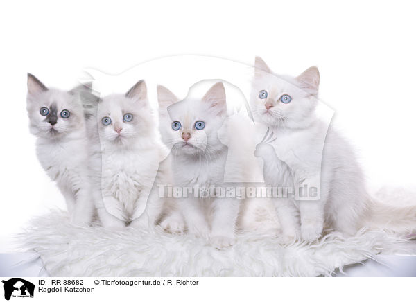 Ragdoll Ktzchen / Ragdoll Kitten / RR-88682