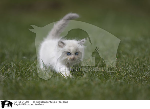 Ragdoll Ktzchen im Gras / Ragdoll kitten in the grass / SI-01005