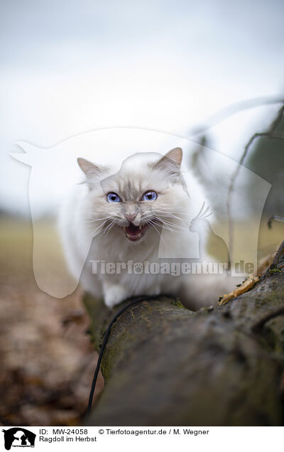 Ragdoll im Herbst / Ragdoll in the autumn / MW-24058