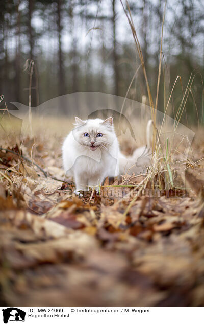 Ragdoll im Herbst / Ragdoll in the autumn / MW-24069