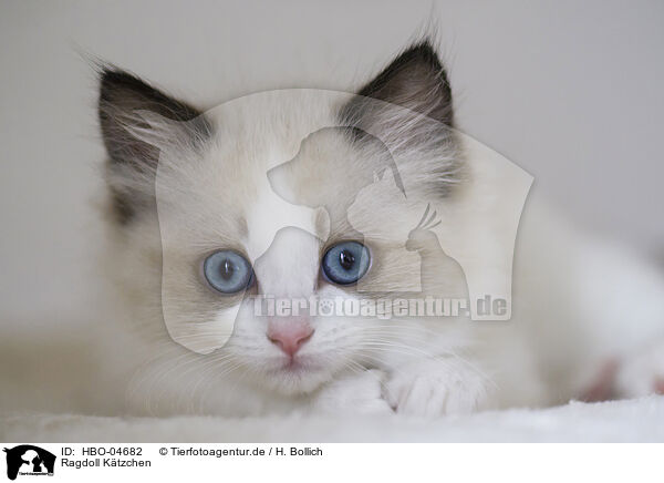 Ragdoll Ktzchen / Ragdoll kitten / HBO-04682