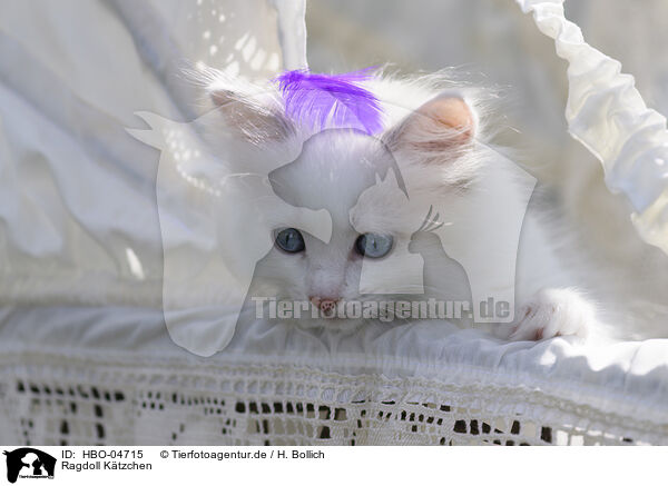 Ragdoll Ktzchen / Ragdoll kitten / HBO-04715