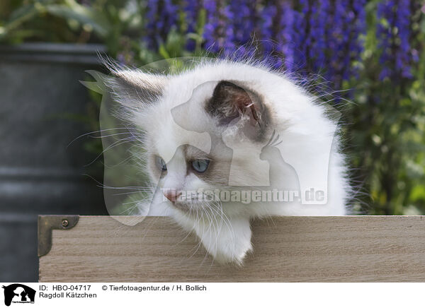 Ragdoll Ktzchen / Ragdoll kitten / HBO-04717