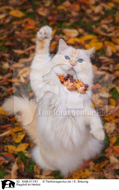 Ragdoll im Herbst / Ragdoll in autumn / KAB-01181