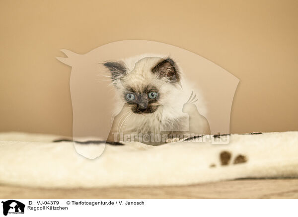 Ragdoll Ktzchen / Ragdoll Kitten / VJ-04379