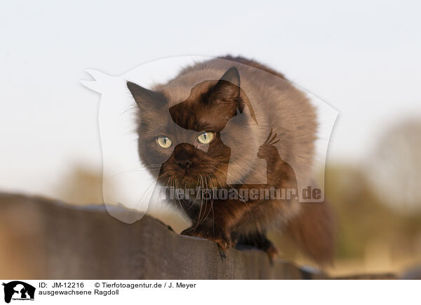 ausgewachsene Ragdoll / adult Ragdoll / JM-12216