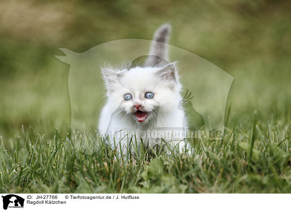 Ragdoll Ktzchen / Ragdoll Kitten / JH-27766