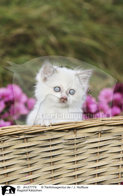 Ragdoll Ktzchen / Ragdoll Kitten / JH-27779