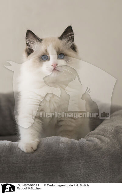 Ragdoll Ktzchen / Ragdoll kitten / HBO-06591