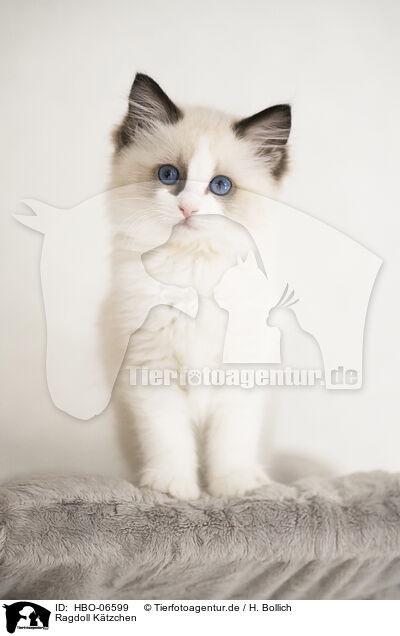 Ragdoll Ktzchen / Ragdoll kitten / HBO-06599